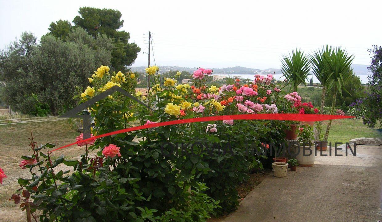 Garden Roses