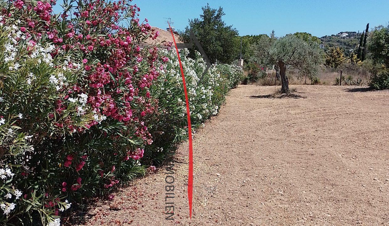 Plot oleander trees